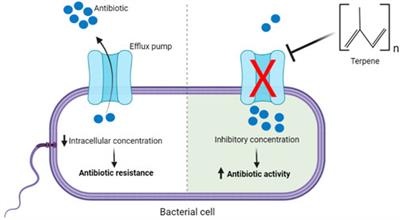 Terpenes as bacterial efflux pump inhibitors: A systematic review